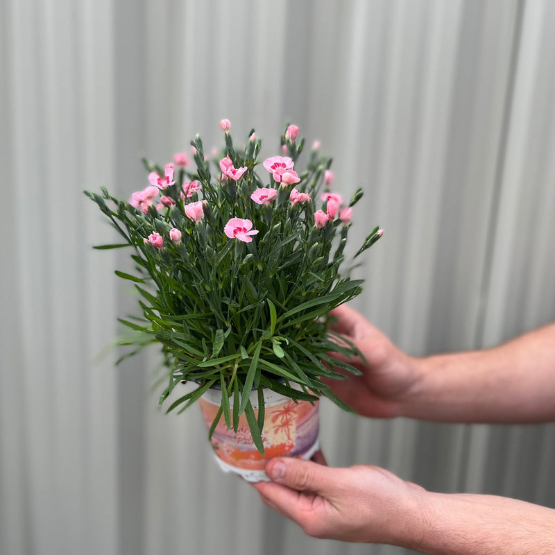 Dianthus Peach Party 9cm -