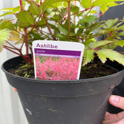 Astilbe Pink 2L -