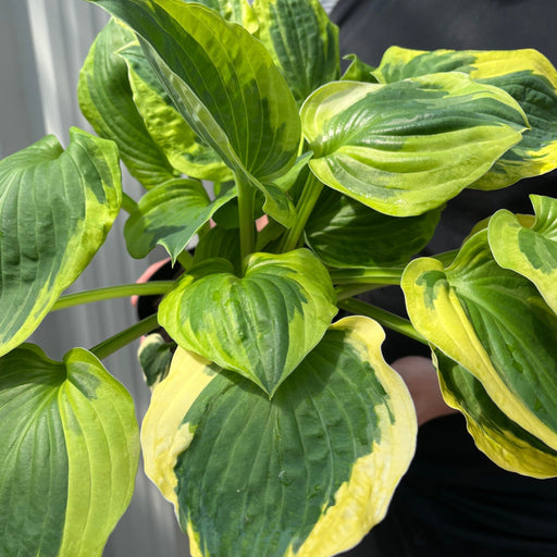 Hosta 'Twilight' 2L -