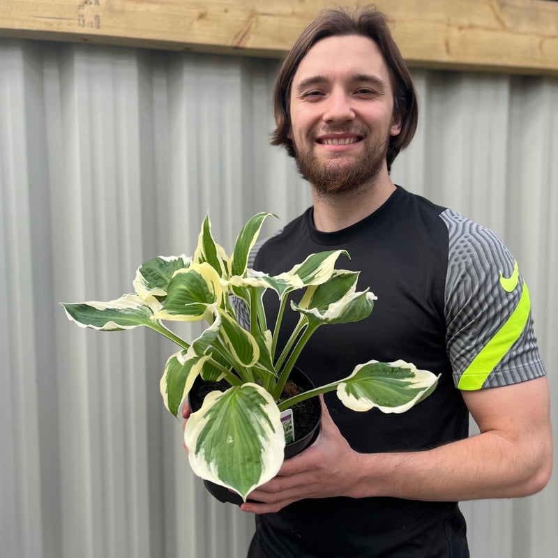 Hosta 'Patriot' 2L -