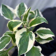 Hosta 'Patriot' 2L -