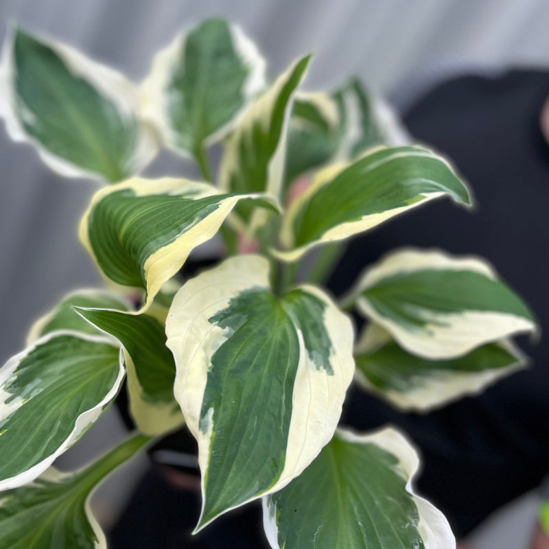 Hosta 'Patriot' 2L -
