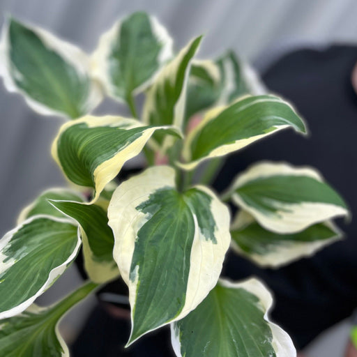 Hosta 'Patriot' 2L -