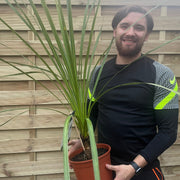 Cordyline australis Green | 1m-1.2m | SOLD AS SEEN -