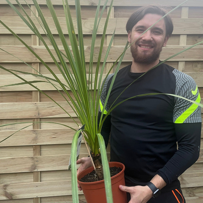 Cordyline australis Green | 1m-1.2m | SOLD AS SEEN -