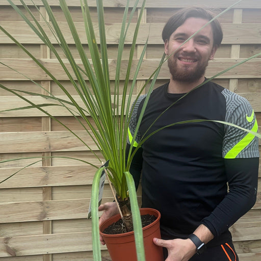 Cordyline australis Green | 1m-1.2m | SOLD AS SEEN -