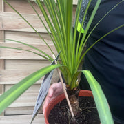 Cordyline australis Green | 1m-1.2m | SOLD AS SEEN -