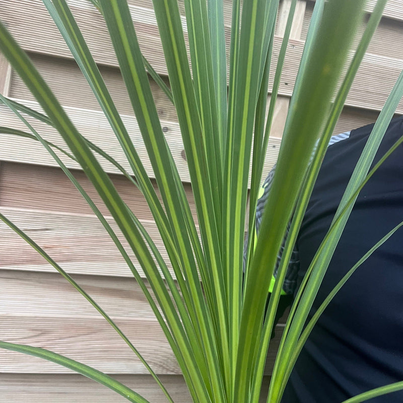 Cordyline australis Green | 1m-1.2m | SOLD AS SEEN -