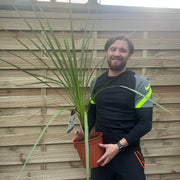 Cordyline australis Green | 1m-1.2m | SOLD AS SEEN -