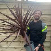 Cordyline australis Red Star 1M SOLD AS SEEN -