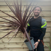 Cordyline australis Red Star 1M SOLD AS SEEN -