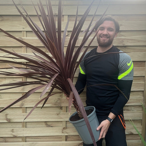 Cordyline australis Red Star 1M SOLD AS SEEN -