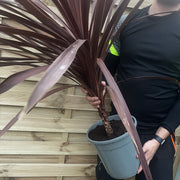 Cordyline australis Red Star 1M SOLD AS SEEN -