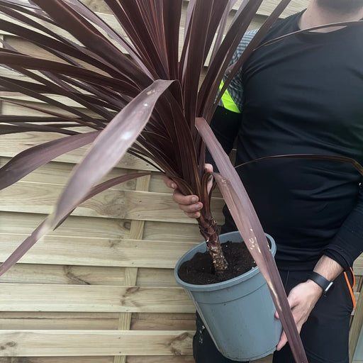 Cordyline australis Red Star 1M SOLD AS SEEN -
