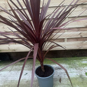 Cordyline australis Red Star 1M SOLD AS SEEN -