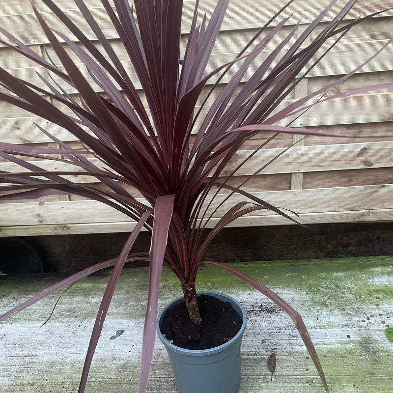Cordyline australis Red Star 1M SOLD AS SEEN -