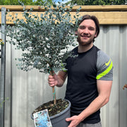 Eucalyptus Tree | Hardy Potted Patio Tree | Eucalyptus Gunnii Azura | 1m -