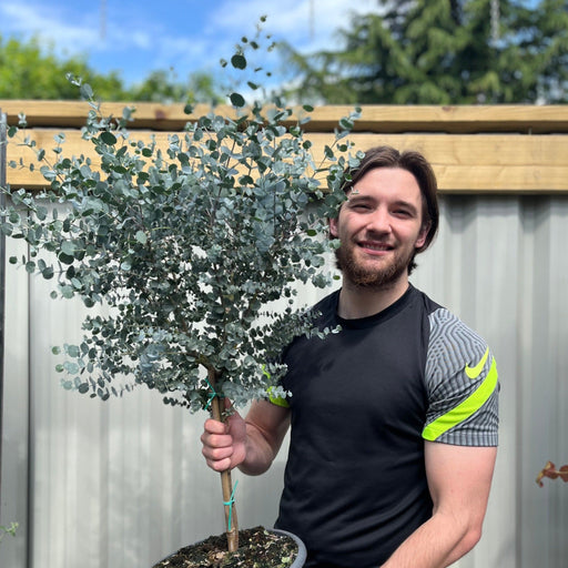 Eucalyptus Tree | Hardy Potted Patio Tree | Eucalyptus Gunnii Azura | 1m -