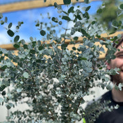 Eucalyptus Tree | Hardy Potted Patio Tree | Eucalyptus Gunnii Azura | 1m -