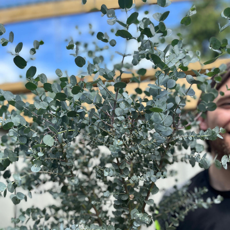 Eucalyptus Tree | Hardy Potted Patio Tree | Eucalyptus Gunnii Azura | 1m -