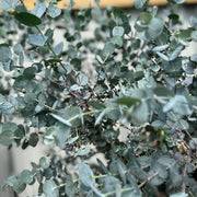 Eucalyptus Tree | Hardy Potted Patio Tree | Eucalyptus Gunnii Azura | 1m -