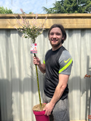 Salix intergra 'Hakuro - Nishiki' Flamingo Dwarf Willow Tree (multiple sizes available) - Home & Garden