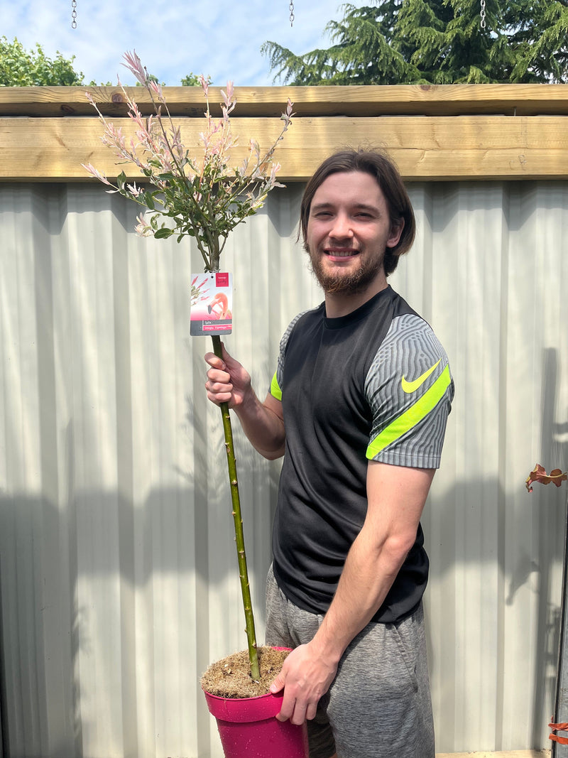 Salix intergra 'Hakuro - Nishiki' Flamingo Dwarf Willow Tree (multiple sizes available) - Home & Garden