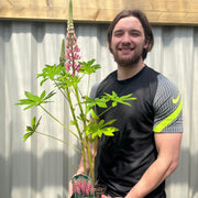 Lupin Gallery Rose 9cm/2L -