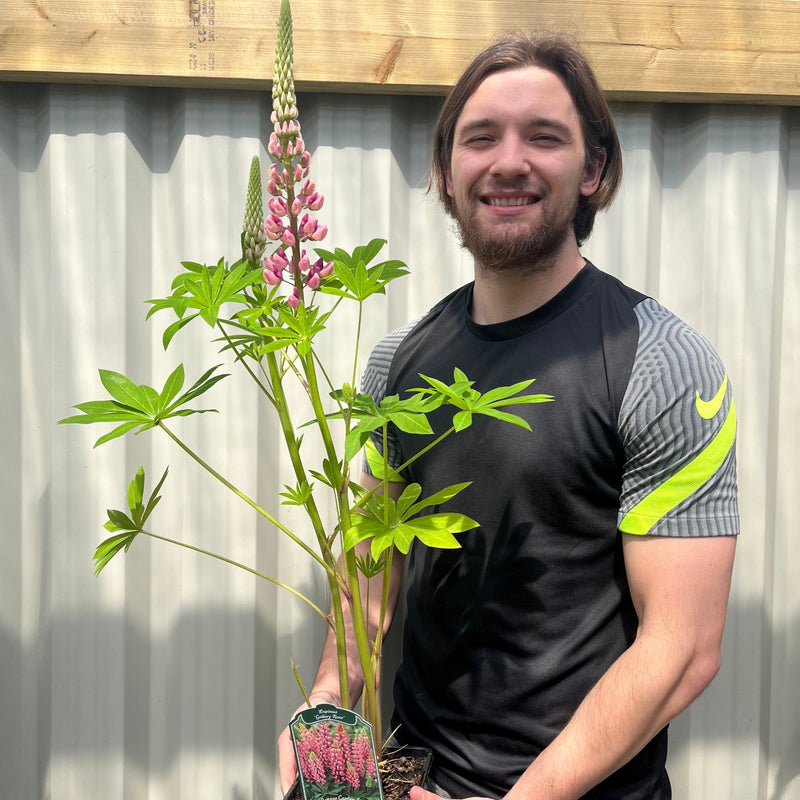 Lupin Gallery Rose 9cm/2L -