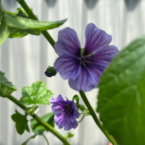 Malva syl. 'Blue Fountain' 3L -