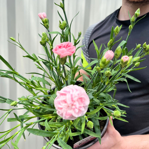 Dianthus (Sunflor Orenoco) | Pink Dianthus 3L -