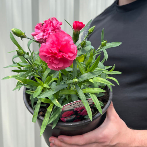 Dianthus (Sunflor Vivre) | Pink Dianthus 3L -