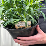 Dianthus "Sunflor Bling Bling Yellow" 3L -