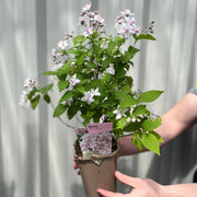 Deutzia 'Mont Rose' 1L / 2L -
