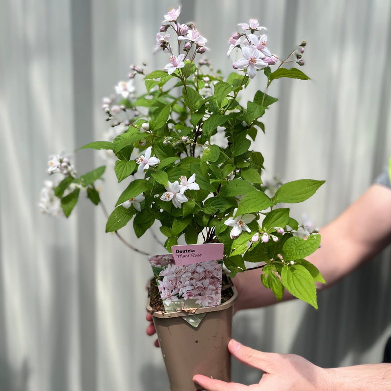 Deutzia 'Mont Rose' 1L / 2L -