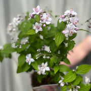Deutzia 'Mont Rose' 1L / 2L -