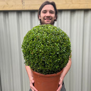 Buxus/Topiary Ball (Buxus sempervirens) -