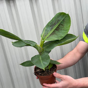 Musa Tropicana (Banana Plant) -