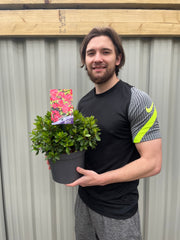 Azalea 'Geisha Red' 1/2L -