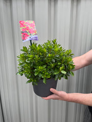 Azalea 'Geisha Red' 1/2L -