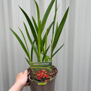 Crocosmia x crocosmiiflora 'Emily Mckenzie' 9cm/2L -