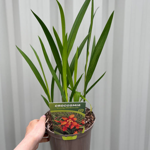 Crocosmia x crocosmiiflora 'Emily Mckenzie' 9cm/2L -