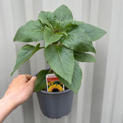 Dwarf Sunflower (13cm Pot) -