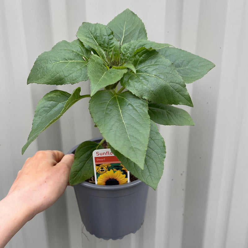 Dwarf Sunflower (13cm Pot) -