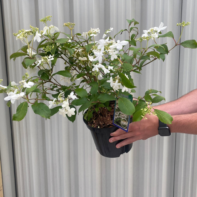 Viburnum pilcatum 'Watanabe' - Japanese Snow Bush 3L -