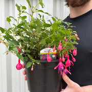 Hardy Fuchsia 'Tom Thumb' 9cm / 2L -