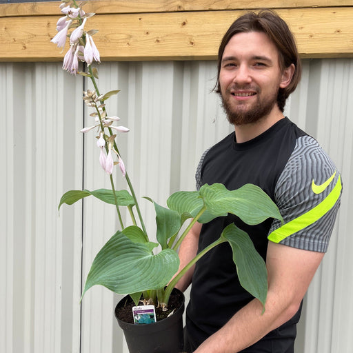 Hosta 'Blue Angel' 9cm/2L -