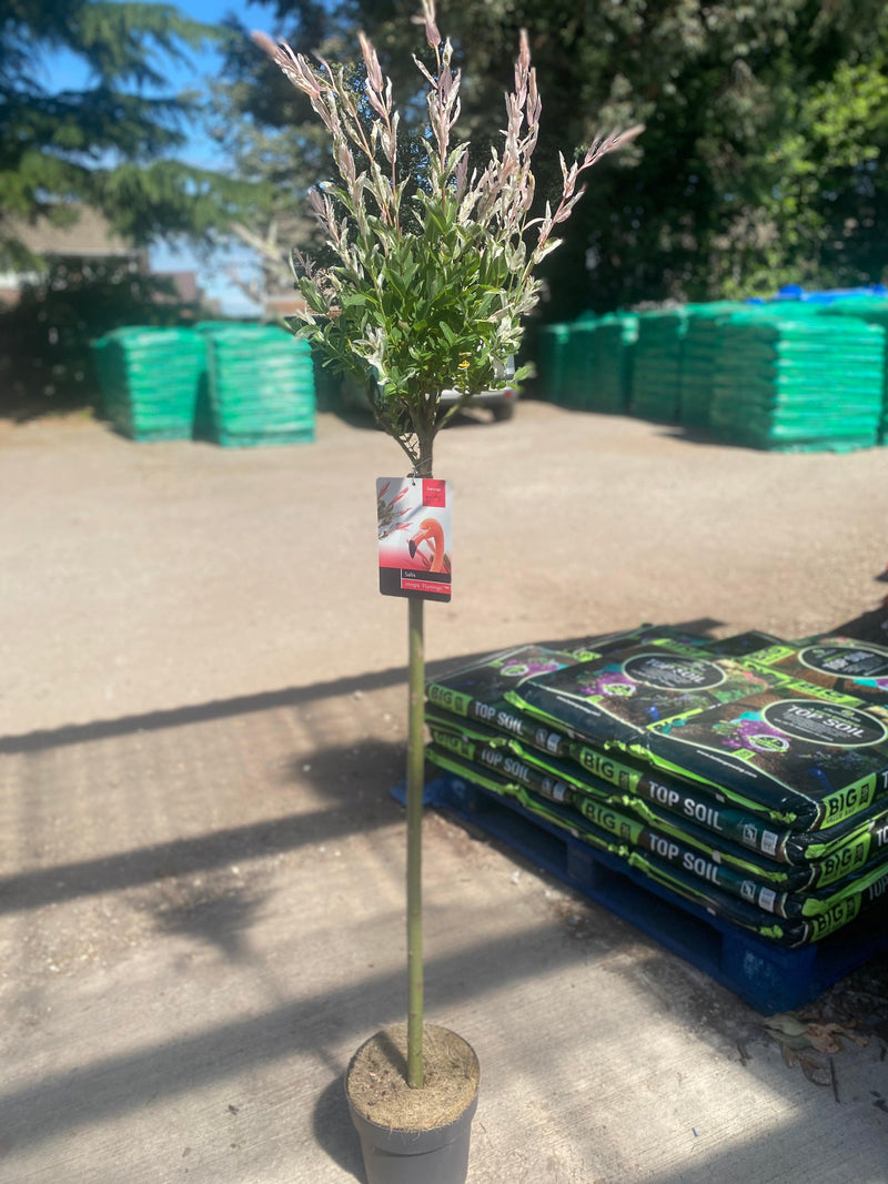 Salix intergra 'Hakuro - Nishiki' - Flamingo Dwarf Willow Tree 120cm -