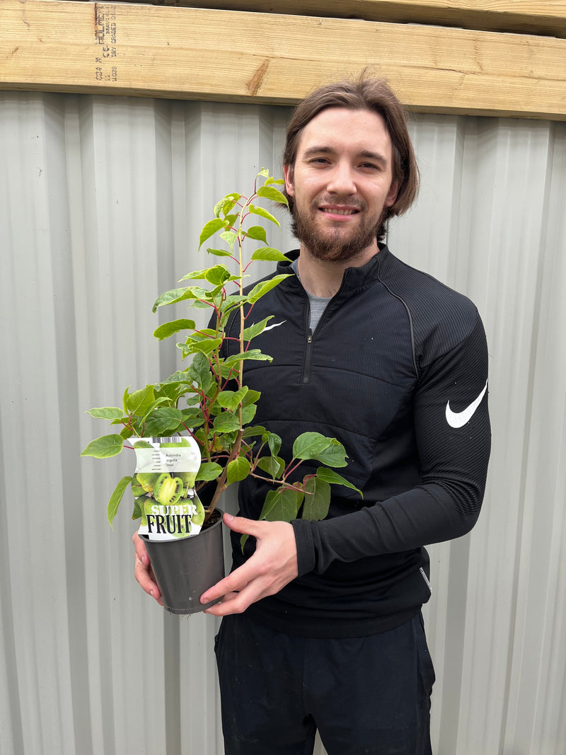 Actinidea 'Issai' Kiwi 1.5L -