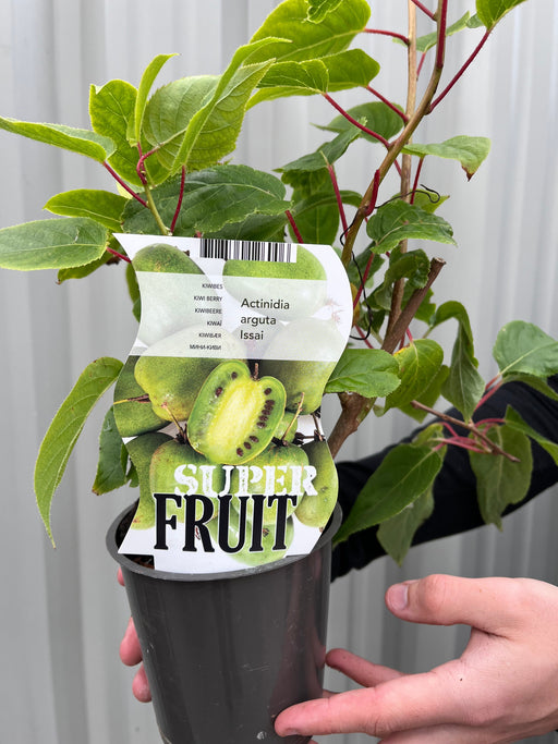 Actinidea 'Issai' Kiwi 1.5L -